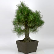 Bonsai Pinheiro negro Thunbergii 25 anos